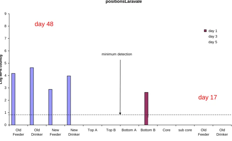 Figure 2.30 Campylobacter levels in litter at feeder and drinker (before and after litter piling) and in different positions in the litter pile over time (Laravale, cycle 3, April 2007)