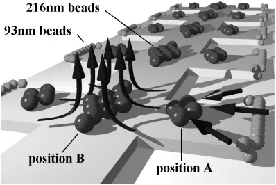 Figure 2. Schematic illustration of the ﬂuid ﬂow patterns observed on the microelectrodes at frequencies below 500 kHz.Fluid moves in from the electrode edges and the ﬂow lines run parallel to the substrate