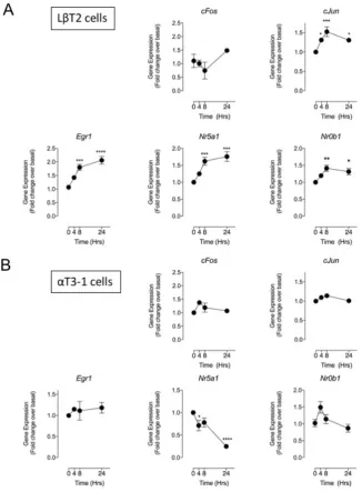 Figure 5. Effect of CNP on gonadotrope transcription factor gene expression in LβT2 and αT3-1 cells