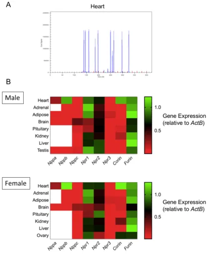 Figure 1. Expression profiling of the natriuretic peptide system in primary mouse endocrine tissues