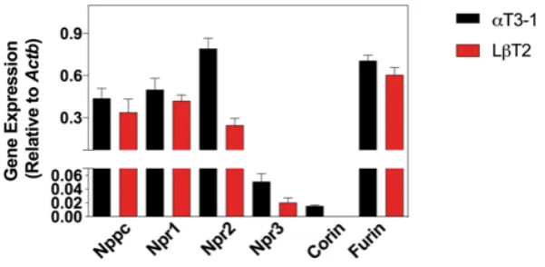 Figure 2. Natriuretic peptide expression profile in gonadotrope-derived cell lines.of natriuretic peptide components in untreated detected)