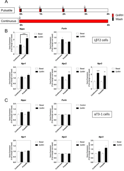 Figure 3. Effect of continuous or pulsatile GnRH stimulation on natriuretic peptide gene expression different from basal, or continuous vs pulsatile, as indicated).multiplex RT-qPCR to examine alterations in gene expression profiling of natriuretic peptide