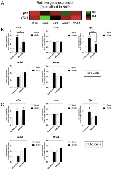 Figure 4. Effect of continuous or pulsatile GnRH stimulation on gonadotrope transcription factor gene expression in LβT2 and αT3-1 cell lines