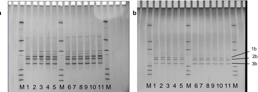 Figure 5. DGGE profiles of the archaeal community in fermentors without coconut oil addition (a) and with 7% addition (b)