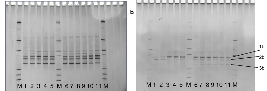 Figure 11. DGGE profiles of the archaeal community in fermentors without whole coconut flesh addition (a) and with sufficient coconut to deliver 7% oil (b)