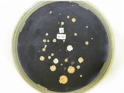 Figure 3.  An image used to measure scallop shells on the base of screens  