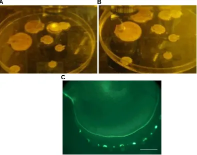Figure 4.  Observing marked scallops under UV light Light was emitted from the 10X objective on the epifluorescence microscope