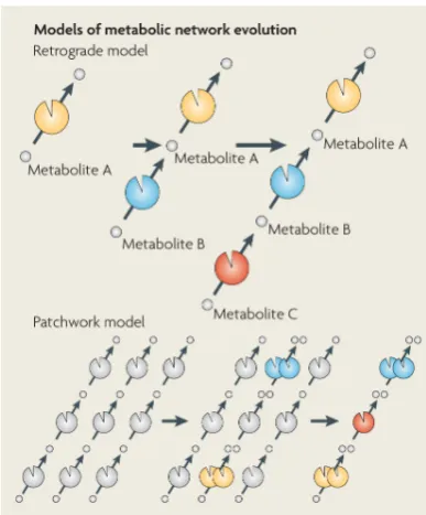 Figure 1.9:Evolution of metabolic pathways.Aof producing metaboliteAccording to theretrograde model metabolite A is essential to the organism