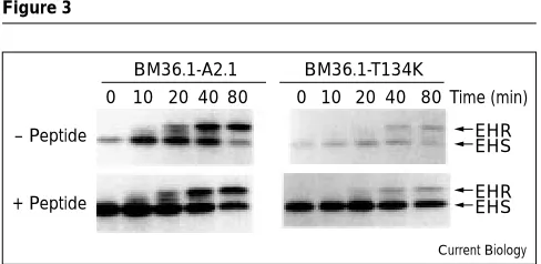 Figure 2(a)