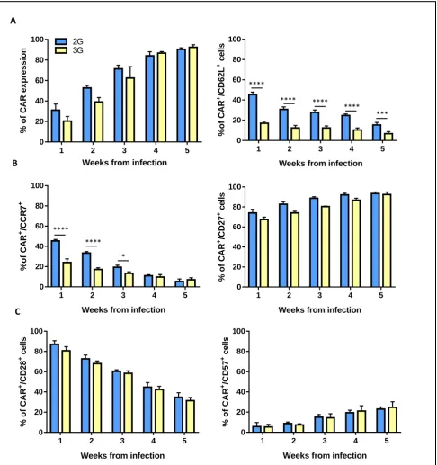 Figure 2. Differentiation pattern of the 2G and 3G CAR-expressing populations. (A) Left panel, 2G and 3G CAR expression in transduced T cells upon stimulation