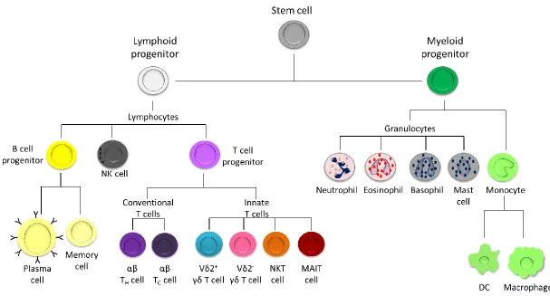 Figure 1.1. Cells of the immune system with lymphoid or myeloid origins. Lymphoid progenitor cells branch into B cell progenitor cells (which differentiate into plasma or memory cells), T cell progenitor cells and NK cells