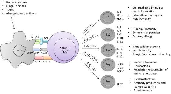 Figure. 1.2 Antigen presentation and the resulting T helper profiles. Antigen presentation is the first event in an adaptive immune response