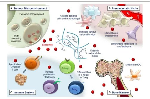 FIGURE 1 | Exosomes (red dots) have multiple roles in tumorigenesis.(A) Exosomes released from tumor cells affect the local tumormicroenvironment, remodeling extracellular matrix, and promotingvasculogenesis and tumor cell proliferation