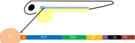 Fig. 1 Schematic representation of the pronephros in the developingtubule,zebrafish. The image shows one pronephric tubule out of the bilateralorgan consisting of the various segments