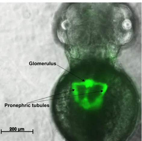 Fig. 2 The developing kidney in a 48-h post-fertilisation zebrafishexpressing the fluorescent protein E-GFP in kidney progenitor cells.The kidney is seen by its GFP expression, with notable structureslabelled