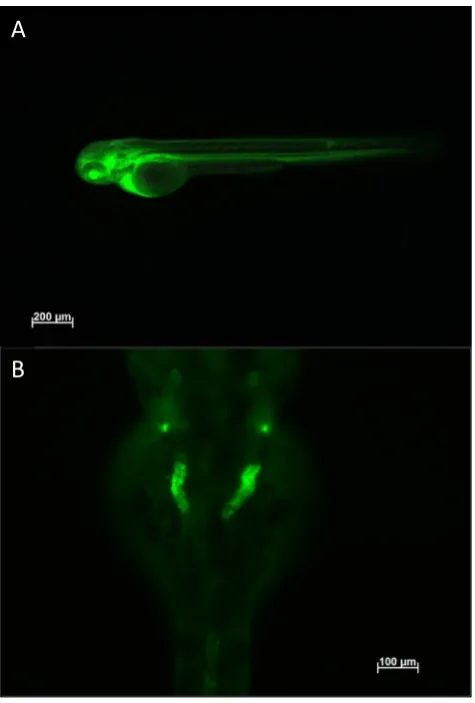 Fig. 3 Injection of 10 kDa FITC-dextran into a wild-type zebrafish