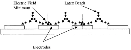 Figure 9. A diagrammatic representation of the motion of282 nm diameter latex particles and, by implication, of ﬂuidﬂow for applied frequencies of 50 kHz and below