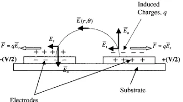 Figure 10. An outline of the electrostatic situation on aparallel plate electrode array showing how the radial ﬁeldcan be resolved into normal and tangential components.The tangential component of the ﬁeld gives rise to aCoulomb force on the ﬂuid, namely electro-osmosis, whichcauses ﬂuid to move out across the electrode from theedge to the centre.