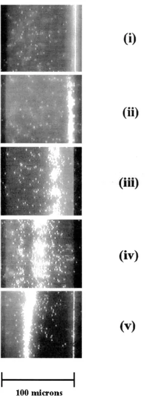 Figure 3(b) was taken at an applied frequency of 10 MHz,10 V peak to peak.electrodes back illuminated to increase the contrast, so that