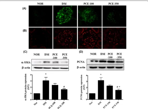 Figure 4 Effect of PCE on α-SMA and PCNA expression in the renal glomeruli. (A) Immunofluorescence staining for α-SMA and (B) PCNA400× magnification