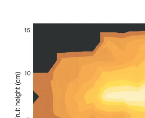 Fig. 2.Light penetration through a rockmelon fruit. Light (100-Watttungsten-halogen lamp) illuminated position A on the equator of thefruit