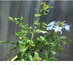Figure 1 Plumbago capensis 