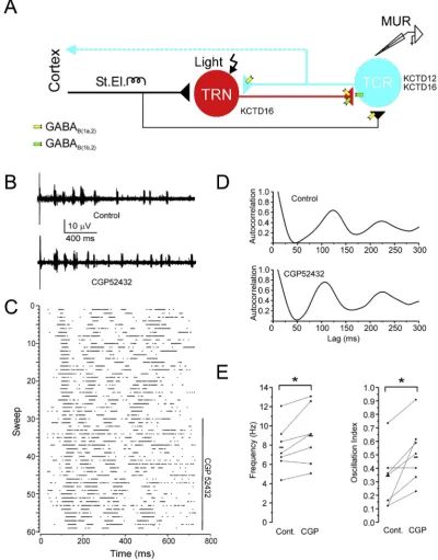 Fig. 1. Increased spindle frequency and strength in WT animals after GABA (A) Diagram of the thalamic circuitry
