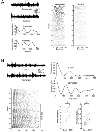 Fig. 3. Modulation of optogenetically evoked spindles in VGAT-ChR2-EYFP mice by GABABdifference, similarly as in electrically evoked spindles (experiment