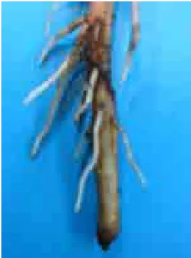 Figure 3.7: Branching of banana roots following the death of the root tip.  