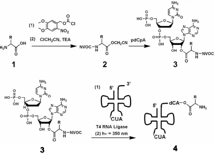 Figure 1.3: Chemical aminoacylation of nonsense suppressor tRNA.  The on cyanomethyl ester to form compound compound 3’ position)