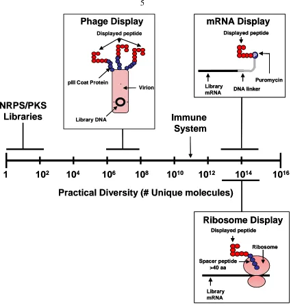 Figure 1.1:  Biological display Methodologies.  The scale shows the maximum practical initial diversity for the most common biological display methods