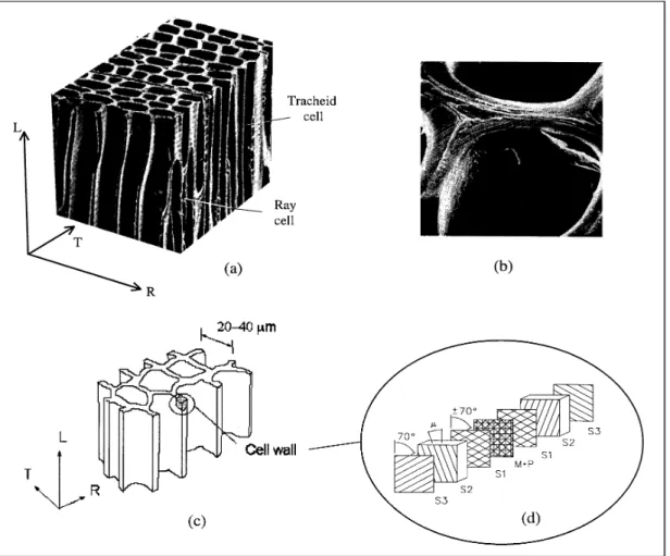 FIGURE 1: (a) Image of tracheid cells, (b) image of the cell wall, (c) model of cellular geometry, (d) model of cell-wall laminate