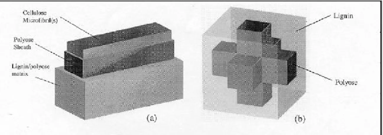 FIGURE 2: (a) Nanostructural RVE (extruded transverse section), (b) RVE for lignin/polyose matrix.