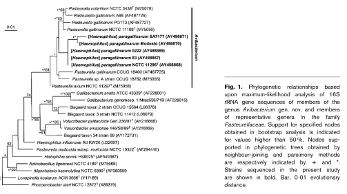 Fig. 1.Phylogeneticrelationshipsbaseduponmaximum-likelihoodanalysisof16SrRNA gene sequences of members of thegenus Avibacterium gen