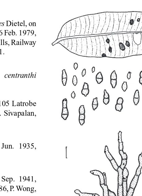 Fig. 5.Cladosporium myrtacearumconidiophores, conidia and symptoms (based on BRIP 26527)
