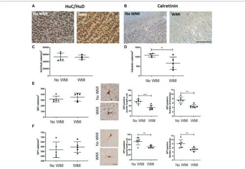 FIGURE 1 | Interneuron development in the cortex and subcortical white matter of the damaged preterm brain is altered compared with age-matched cases without white matter injury