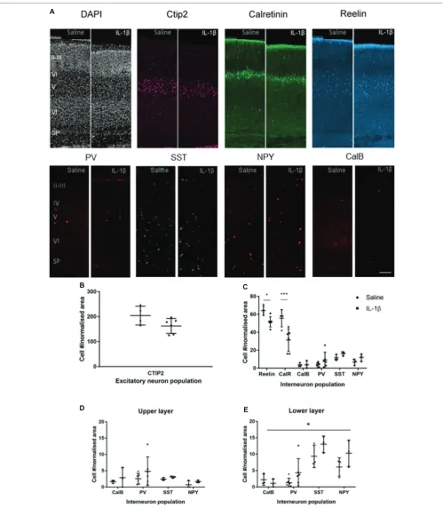 FIGURE 2 | P5 mice with inflammation-induced brain damage also show altered interneuron development across the cortex
