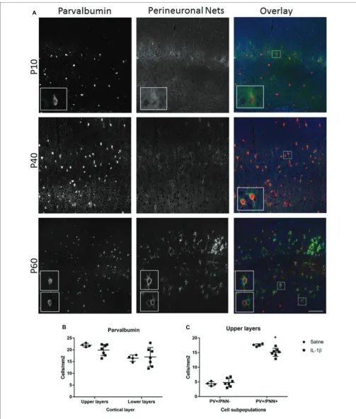 FIGURE 4 | Long-term changes in parvalbumin-positive interneurons and their perineuronal nets extend to P40 in mice with inflammation-induced brain damage