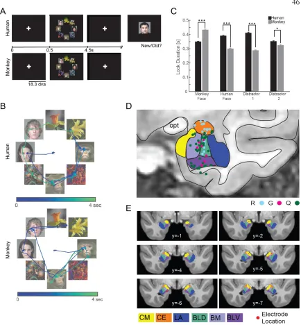 Figure 3.1: Task, behavior, and recording locations. (a) Task performed by human and monkey subjects