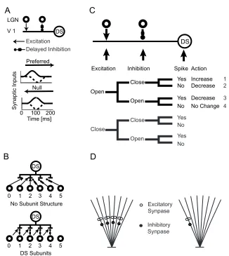 Fig. 2-1. Illustration of a direction selective (DS) mechanism and basic kinds of information available to an excitatory synapse to determine its learning strategy subunit structures