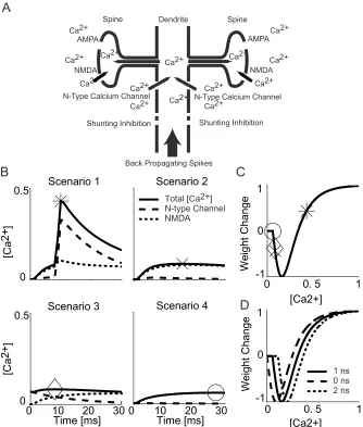 Fig. 2-2. Calcium dynamics at a spine and a BCM type learning curve based on local calcium concentration change (A) A schematic drawing of calcium entrance points at spines and the local dendritic branch