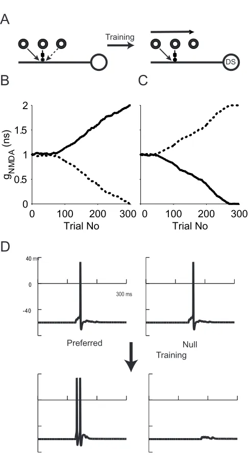 Fig. 2-3. Model cell with a single subunit implementing these rule acquired direction selectivity following unsupervised training (A) The model cell initially receives balanced inputs from the left and right and is not direction selective