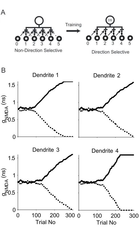 Fig. 2-4. The model with four DS subunits after unsupervised training with a balanced initial setting