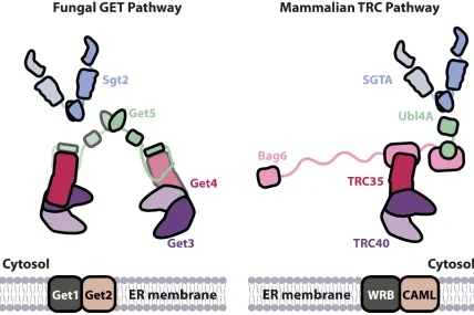 Figure 1. Overview of the TA targeting pathways in fungi and mammals. Upon translation termination and release from the ribosome, TA is captured by Sgt2/SGTA and handed off to Get3/TRC40