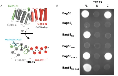 Figure 2.2 Defining the interaction between Bag6 and TRC35 by yeast two-hybrid 