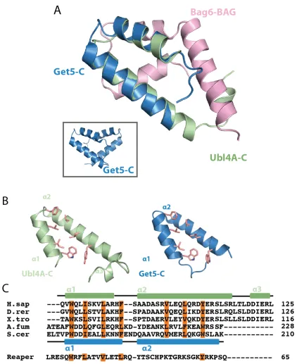 Figure 2.4. Ubl4A-C and Get5-C are structurally homologous 