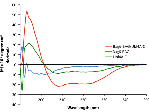 Figure 2.6. Circular dichroism spectra of Bag6-BAG, Ubl4A-C and the complex of the 