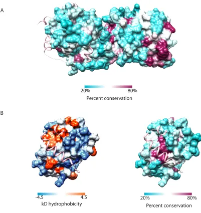 Figure 2.9 Analysis of the surface conservation and hydrophobicity of TRC35 