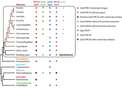 Figure 2.11 Survey of factors involved in the TRC pathway in eukaryotes 