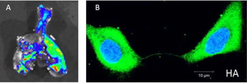 Figure 1. Experimental ﬁndings of within-host inﬂuenza virus spread. (visualized through bioluminescent imaging